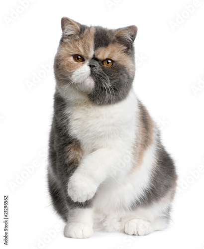Front view of Exotic shorthair cat, 8 months old, sitting