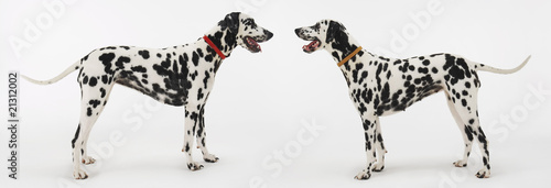 two dalmatians standing face to face