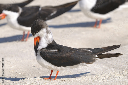 black skimmer, rynchops niger