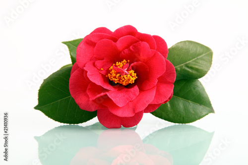 A red flower - camellia with reflection