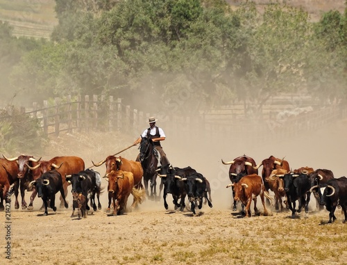 Ganaderia de toros bravos