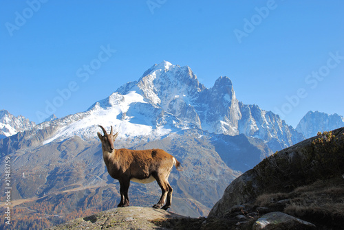 chamois dans le massif du Mont Blanc