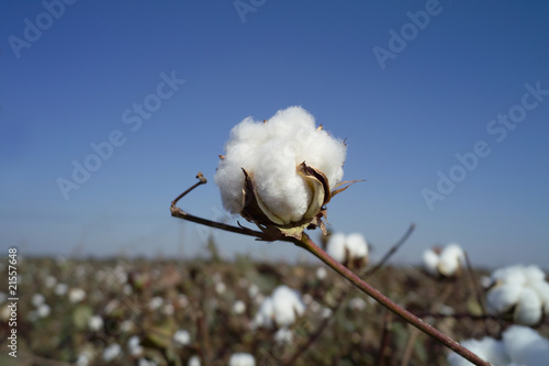 Cotton boll