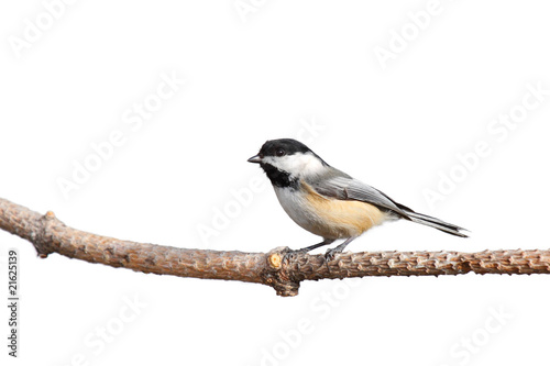 profile of a chickadee perched on pine branch