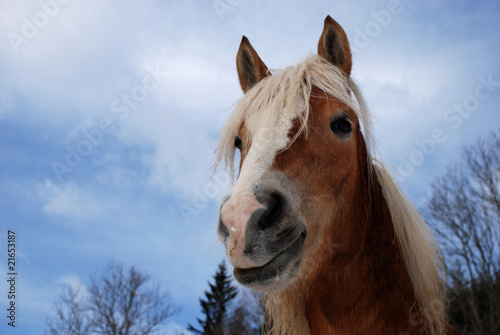 Hard-mouthed horse