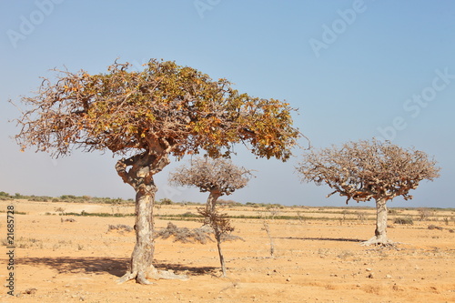 myrrh tree (Commiphora myrrha)