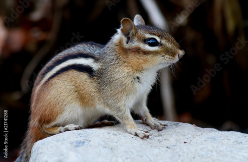 Écureuil - Eastern chipmunk (Tamias striatus)