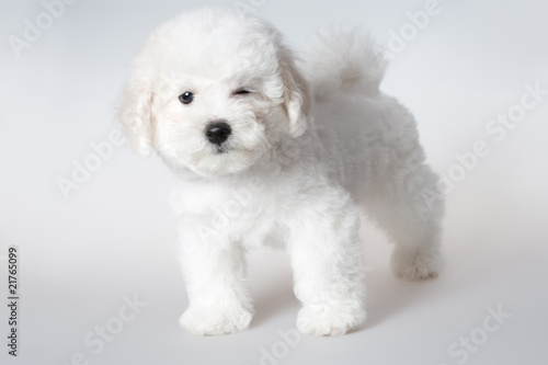 bichon puppy