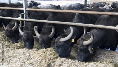 Allevamento di bufali in campania