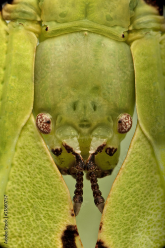 Close-up of Phyllium giganteum, leaf insect walking leave