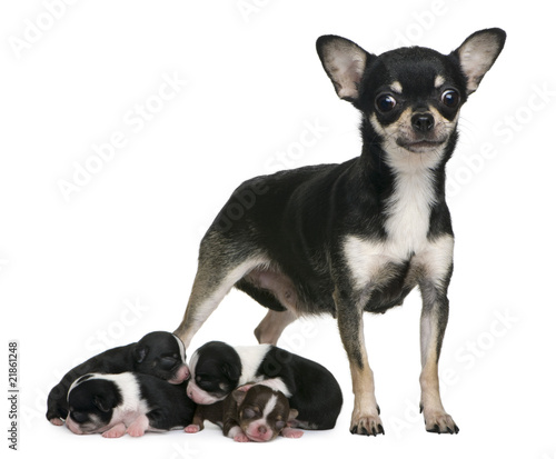 Mother Chihuahua and her puppies, 4 days old,
