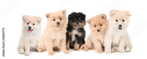 Pomeranian Puppies LIned up on White Background