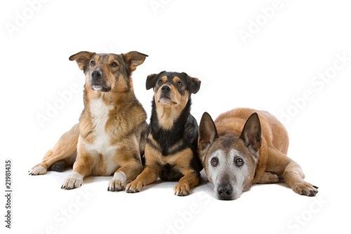 group of three mixed breed dogs isolated on white