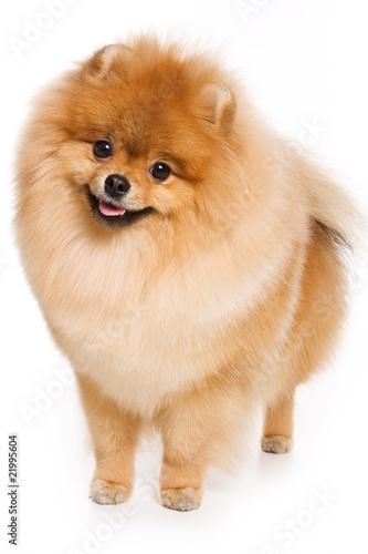 German Spitz dog on white background