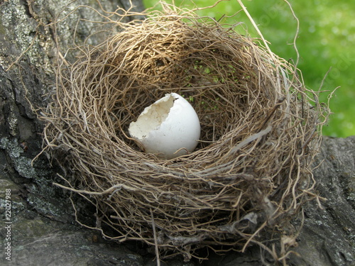 Ptasie gniazdo z jajkiem