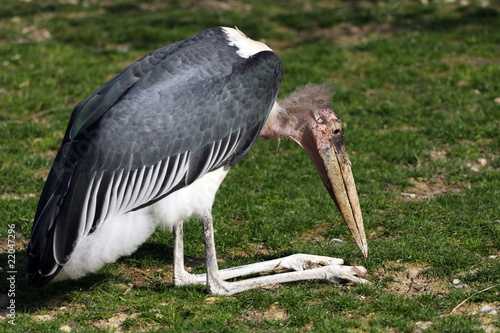 marabout d'Afrique,leptoptilos crumeniferus