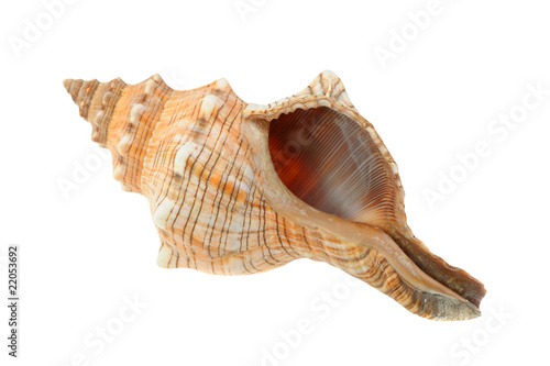 Sea cockleshell