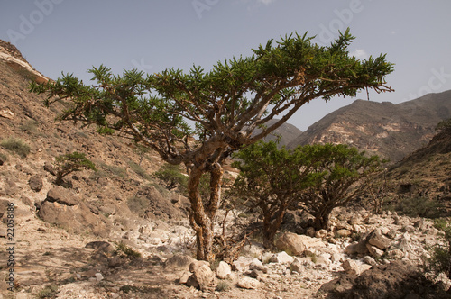 Frankincense tree