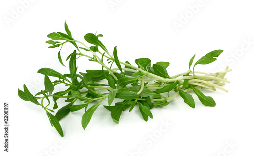 Summer savory isolated on white background