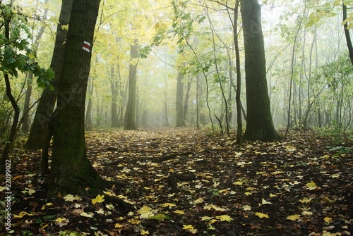 autumnal still life in deciduous temperate forest