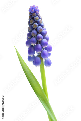 Single Grape Hyacinth