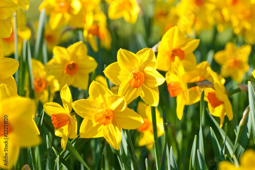 Osterglocken, narcissus pseudonarcissus