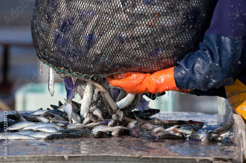 filet pêche sardine maquereau poisson pêcheur marin mer pêcherie