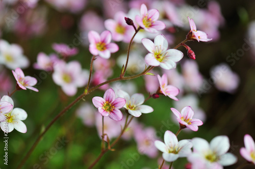 Mossy saxifrage, fireworks