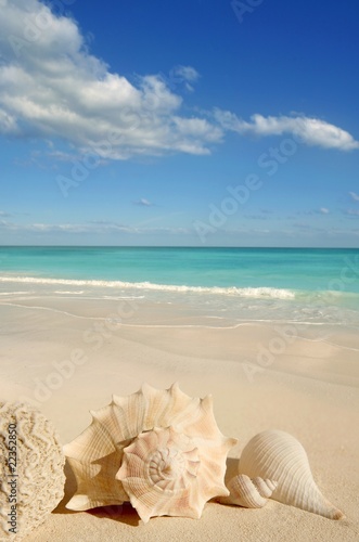 sea shells starfish tropical sand turquoise caribbean