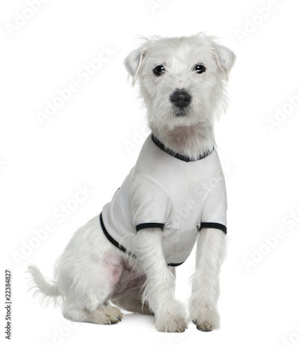 Parson Russell Terrier in white shirt, 1 and a half years old