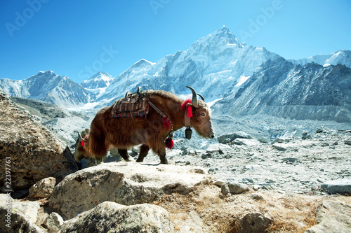 Yak