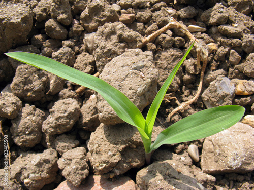 germoglio di granoturco