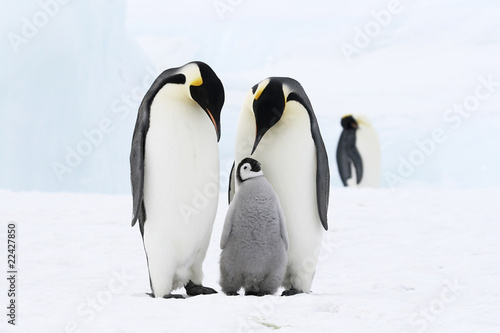 Emperor penguins on the sea ice in the Weddell Sea, Antarctica