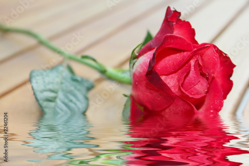 Rose avec reflets