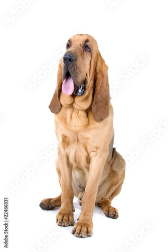 front view of a bloodhound (st.hubert or sleuth)