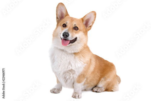 front view of a Welsh Corgi Pembroke dog sticking out tongue