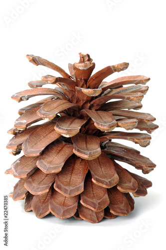 The pinecone