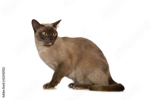 Burmese cat