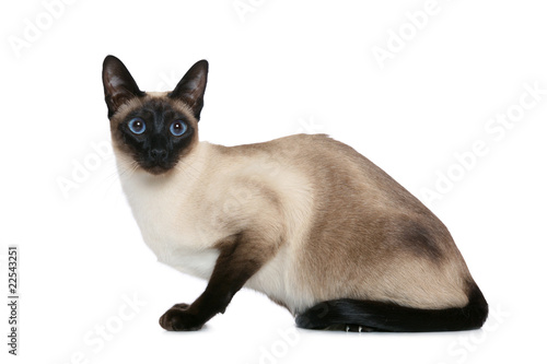 Old style Siamese cat