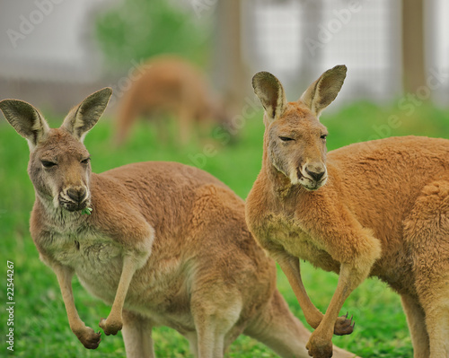 Two alert kangaroos standing on hind legs..