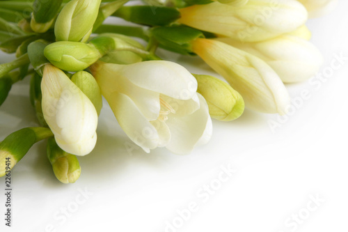 White freesia