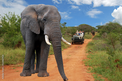 elefante nel parco Kruger