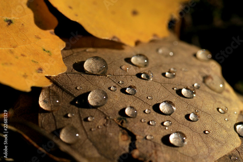macro d'une goutte de pluie en automne