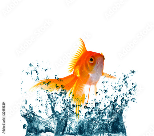 gold fish jumping
