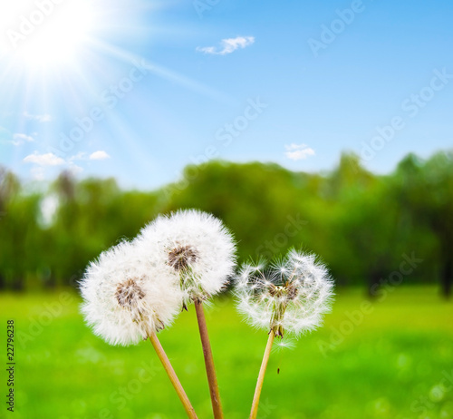 White fluffy dandelions against a green glade and the solar sky