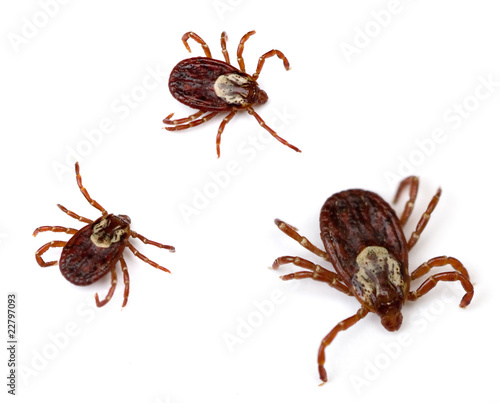 Dog Ticks