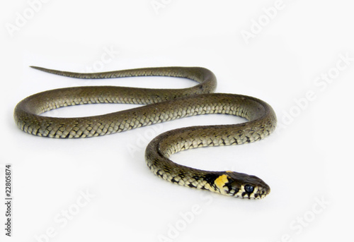 Natrix natrix snake on the white