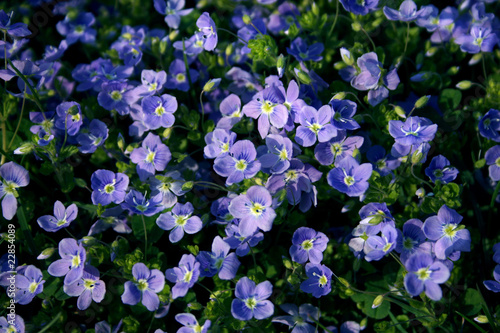 Veronica officinalis