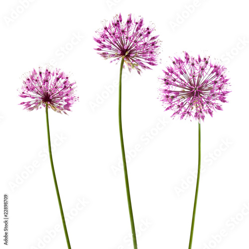 three decorative allium flowerheads isolated on white