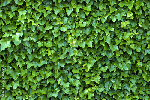 ivy wall